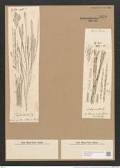 Homoeocladia martiana var. div. Ag. (de-Toni-Nr.: Genus 48, Species 2182) Zeichnungen Sammlung Grunow Nr. 4579 (NHMW-BOT-W0372588)
